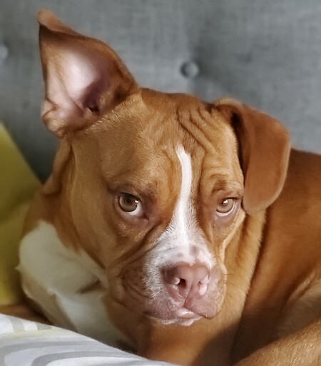 Entry image for Whiskey. Clicking this image will show a larger photo