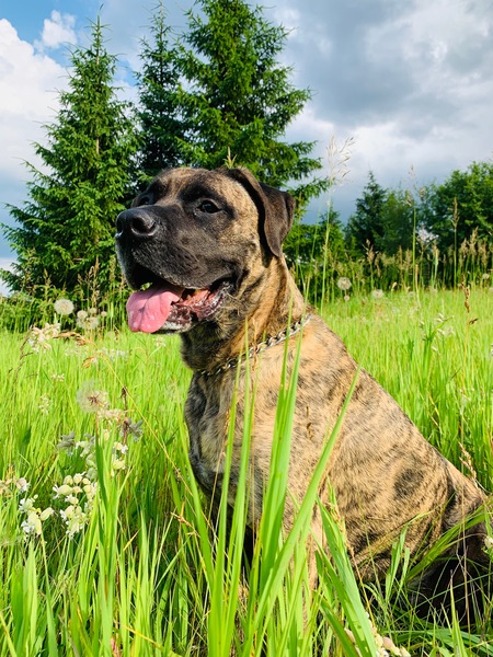 Entry image for Odin. Clicking this image will show a larger photo