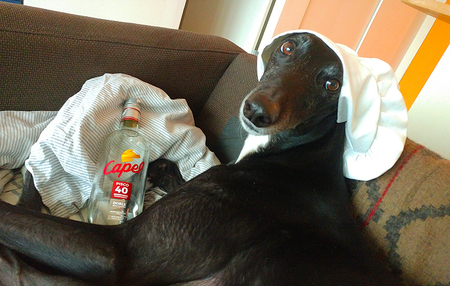 Entry image for Rupert. Clicking this image will show a larger photo