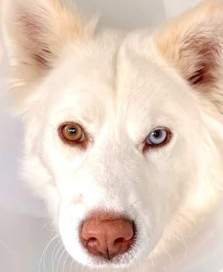 Entry image for Cali. Clicking this image will show a larger photo