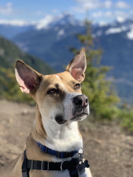 Entry image for Diego. Clicking this image will show a larger photo