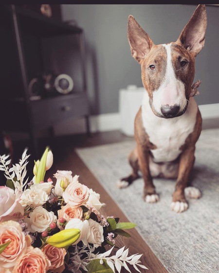 Entry image for Jade. Clicking this image will show a larger photo