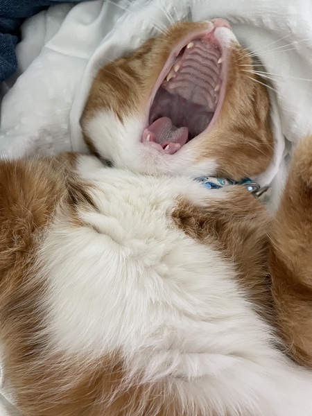 Entry image for Zuma Tuna. Clicking this image will show a larger photo