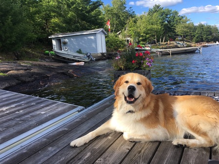 Entry image for Ryder . Clicking this image will show a larger photo