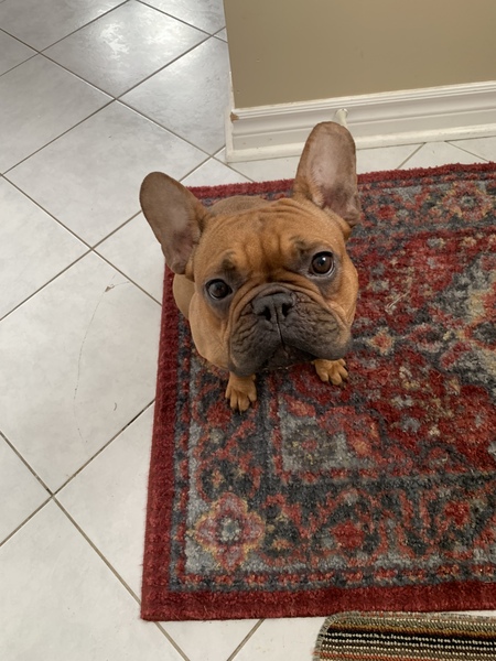 Entry image for Cherry. Clicking this image will show a larger photo