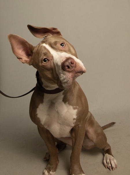 Entry image for Harriet. Clicking this image will show a larger photo