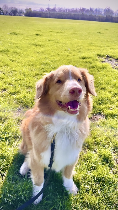 Entry image for Jasper. Clicking this image will show a larger photo