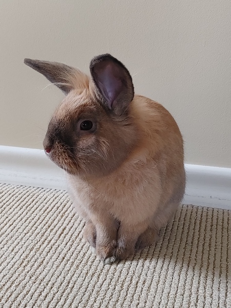 Entry image for Lionhead Messi. Clicking this image will show a larger photo