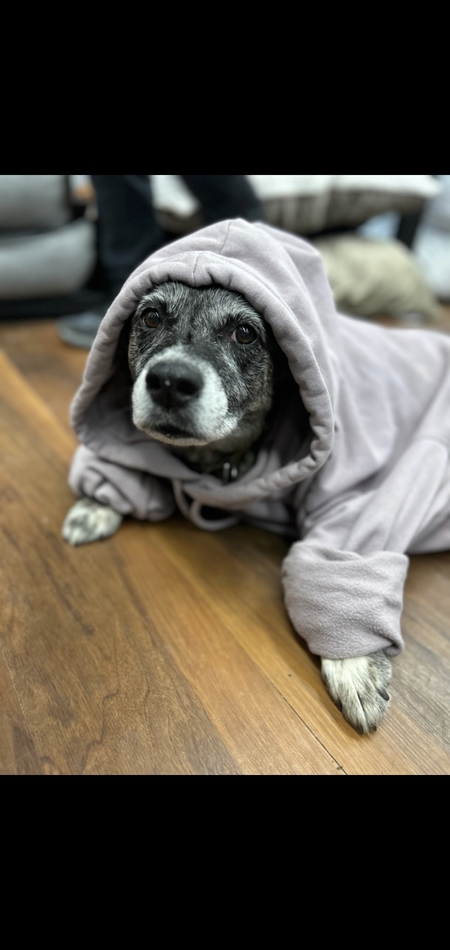 Entry image for MOLLY . Clicking this image will show a larger photo