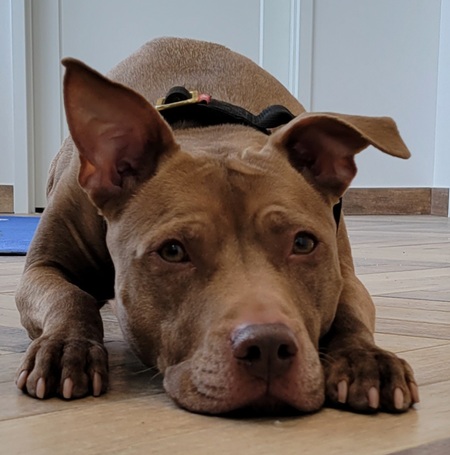 Entry image for Nala. Clicking this image will show a larger photo