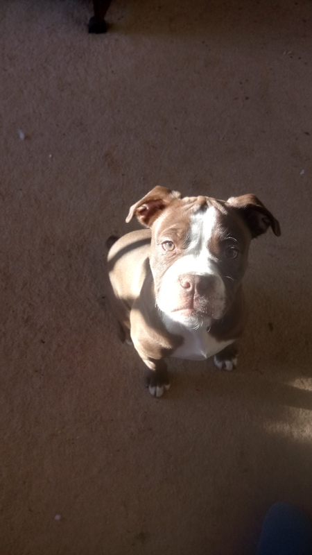 Entry image for Suki. Clicking this image will show a larger photo