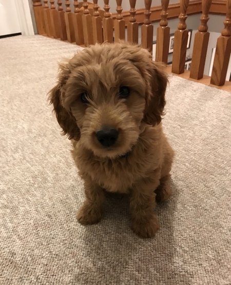 Entry image for Bowie. Clicking this image will show a larger photo