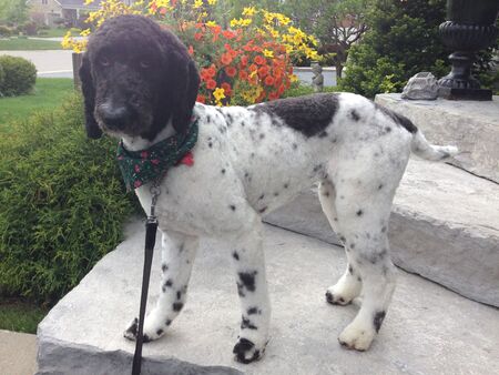 Entry image for Lizzie. Clicking this image will show a larger photo