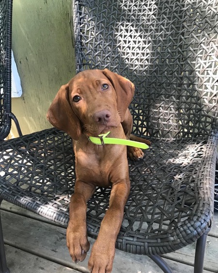 Entry image for Viva. Clicking this image will show a larger photo