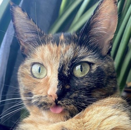 Entry image for Cleo. Clicking this image will show a larger photo