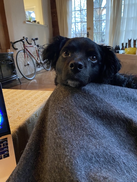 Entry image for Kuki. Clicking this image will show a larger photo