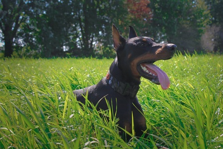 Entry image for Argo. Clicking this image will show a larger photo