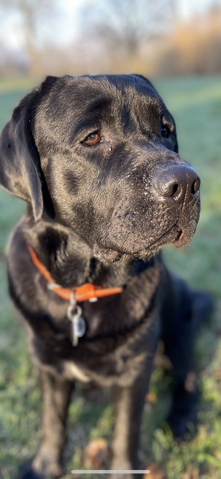 Entry image for Luka. Clicking this image will show a larger photo