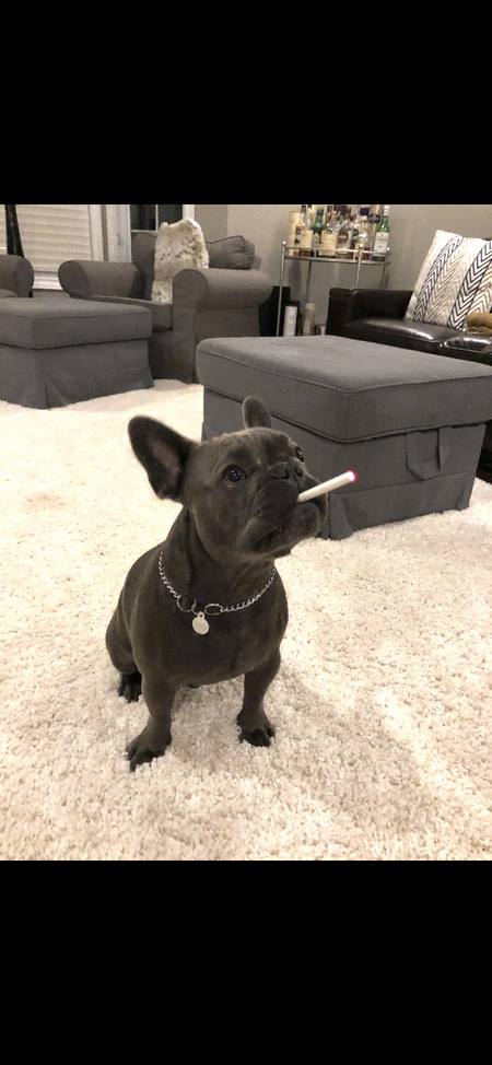 Entry image for Chief . Clicking this image will show a larger photo