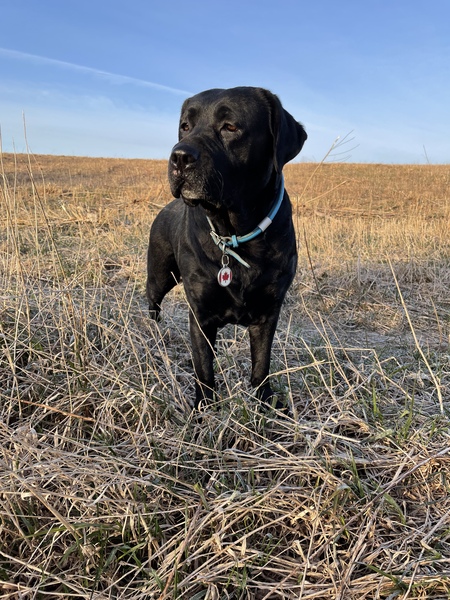 Entry image for Ivy. Clicking this image will show a larger photo