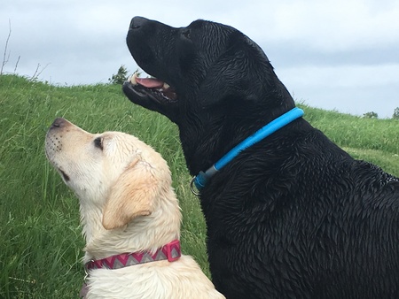 Entry image for Ivy and Sadie. Clicking this image will show a larger photo