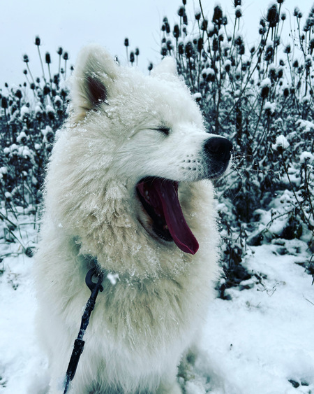 Entry image for Reggie. Clicking this image will show a larger photo