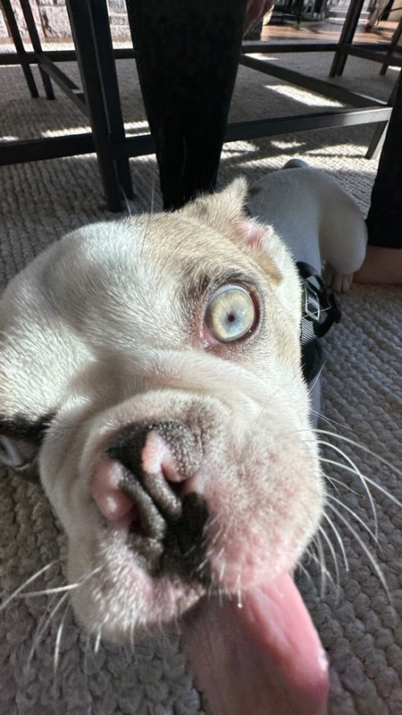 Entry image for Bode. Clicking this image will show a larger photo