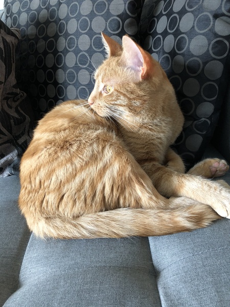 Entry image for Clementine. Clicking this image will show a larger photo