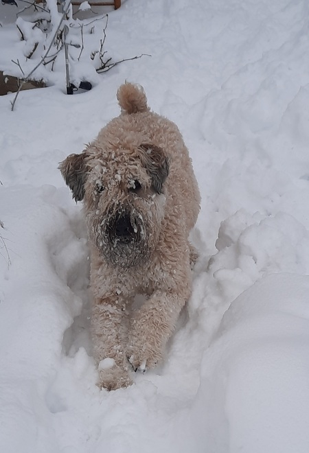 Entry image for Liebe. Clicking this image will show a larger photo