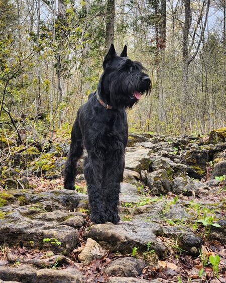 Entry image for Zazu. Clicking this image will show a larger photo