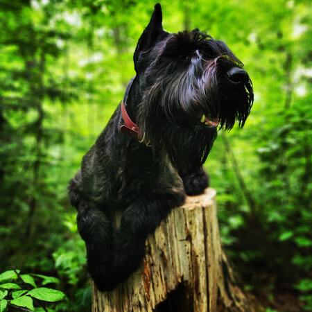 Entry image for Zola. Clicking this image will show a larger photo