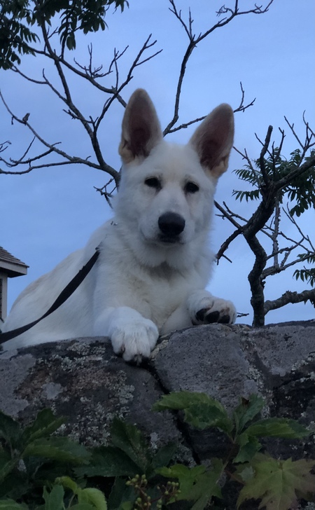 Entry image for Duke. Clicking this image will show a larger photo