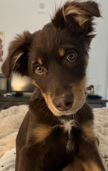 Entry image for Wally. Clicking this image will show a larger photo