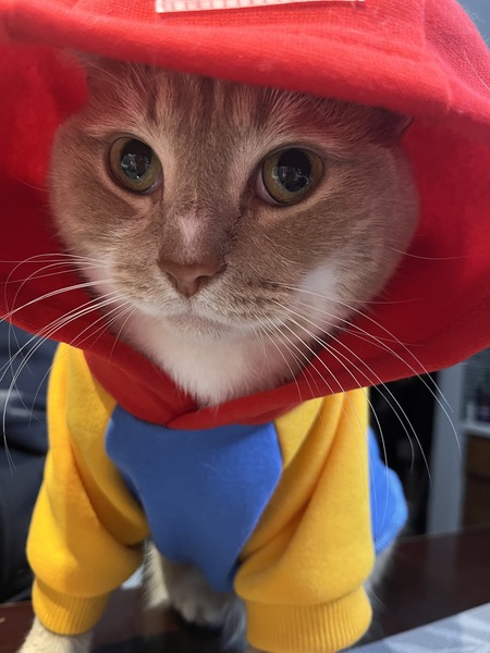 Entry image for Teddy . Clicking this image will show a larger photo