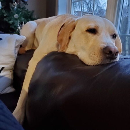 Entry image for Briar. Clicking this image will show a larger photo