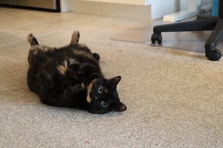 Entry image for Maya. Clicking this image will show a larger photo