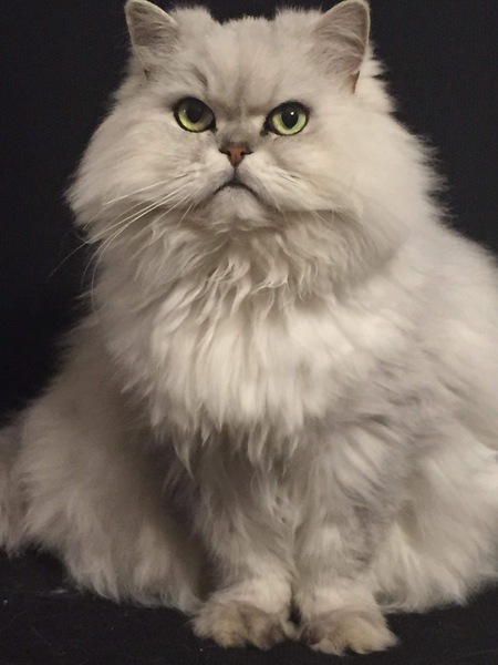 Entry image for Snowey. Clicking this image will show a larger photo