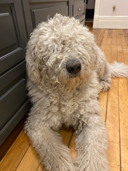 Entry image for Tuniwha . Clicking this image will show a larger photo