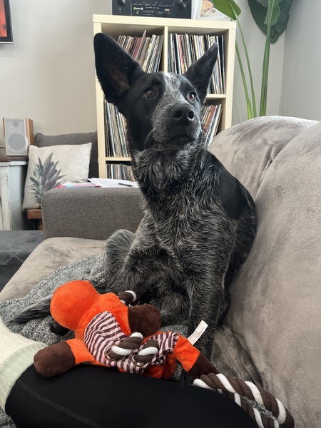 Entry image for Maggie. Clicking this image will show a larger photo