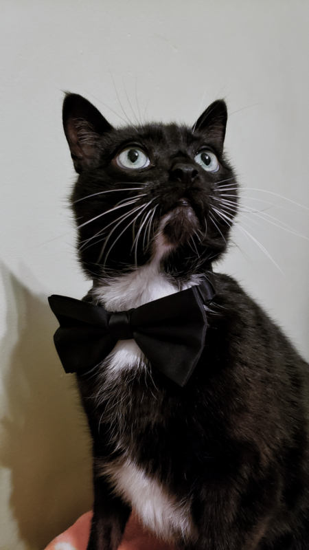 Entry image for Boots. Clicking this image will show a larger photo