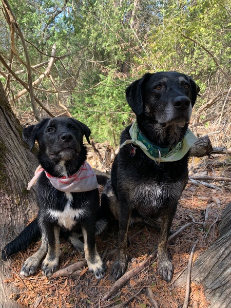 Entry image for Rosie and Penny (Rescue Sisters). Clicking this image will show a larger photo