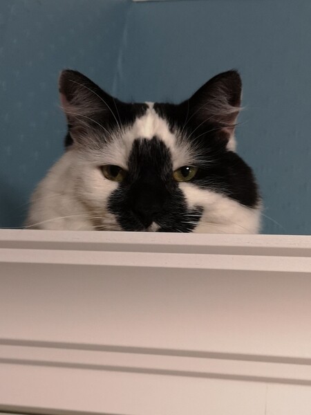 Entry image for Neddy. Clicking this image will show a larger photo