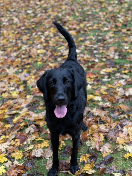 Entry image for Evie. Clicking this image will show a larger photo