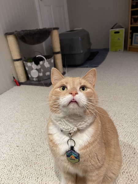 Entry image for Dwight . Clicking this image will show a larger photo