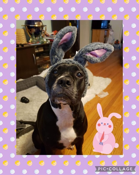 Entry image for Xena. Clicking this image will show a larger photo