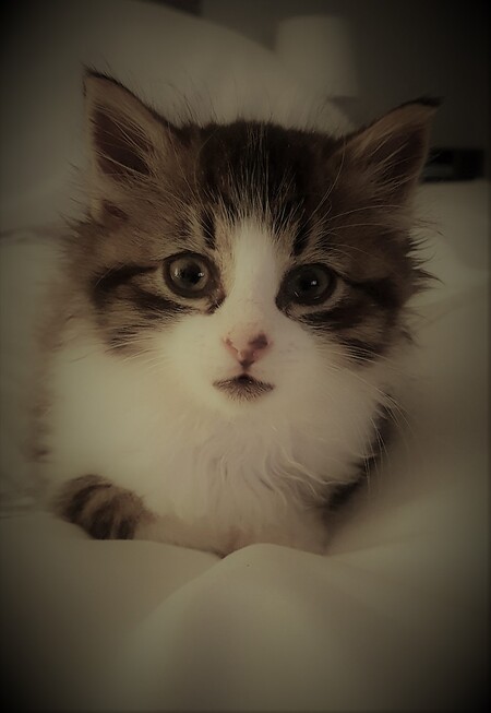 Entry image for Belle Collins. Clicking this image will show a larger photo