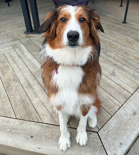 Entry image for Odie. Clicking this image will show a larger photo