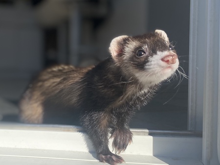 Entry image for Sunny. Clicking this image will show a larger photo