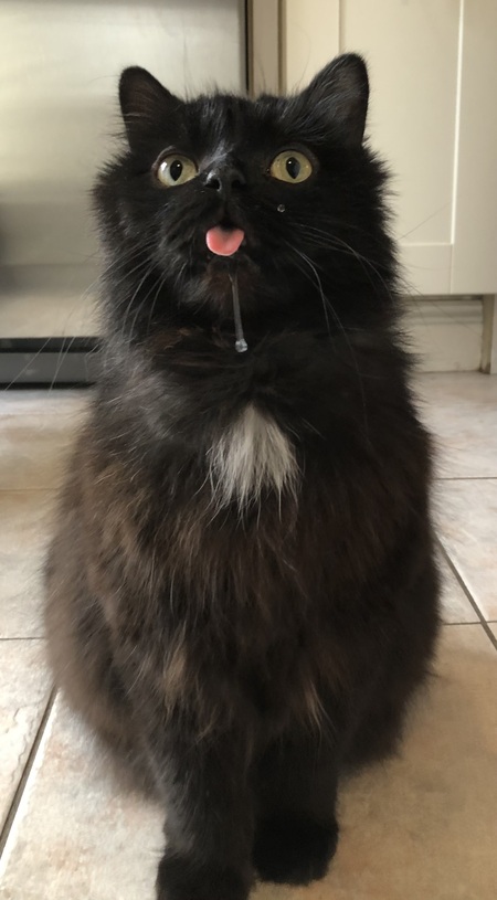 Entry image for Ollie. Clicking this image will show a larger photo