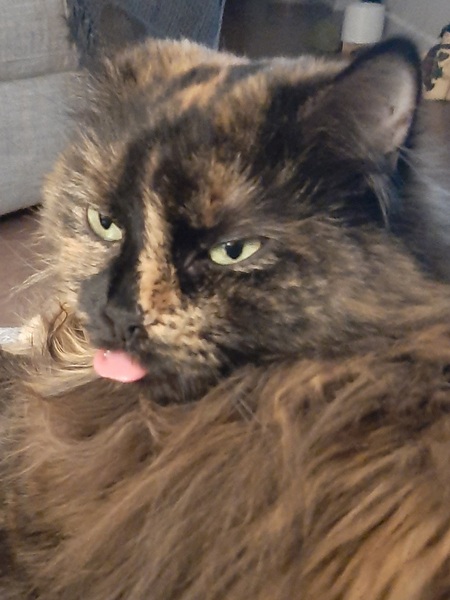 Entry image for Lily. Clicking this image will show a larger photo